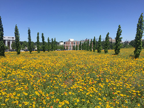 DAVID RUBIN Land Collective