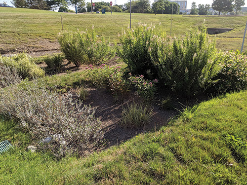 Researching Soil Types for Rain Gardens