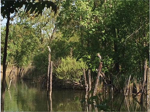 Habitats for Wildlife