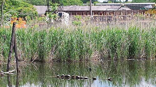 Habitats for Wildlife