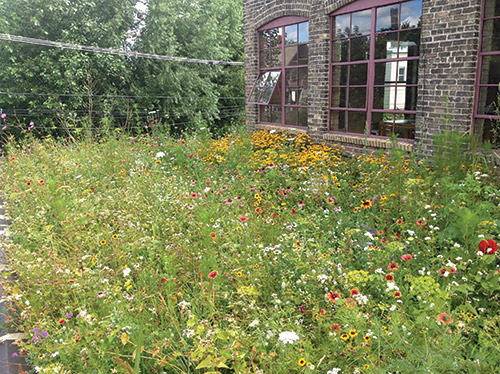 Green Roof Stimuli