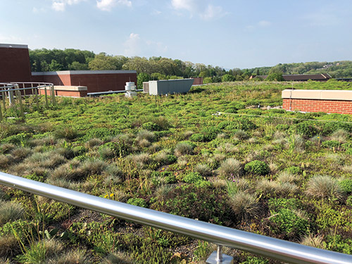 Green Roof Stimuli
