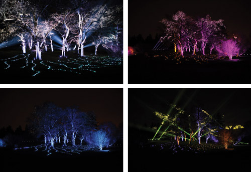 The Trees are the Stars