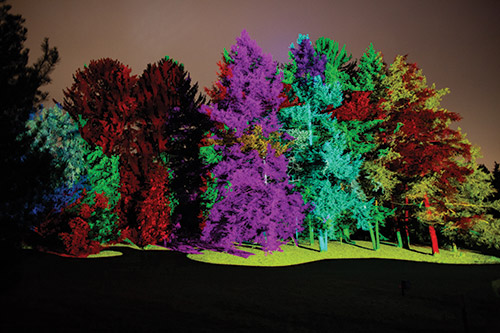 The Trees are the Stars