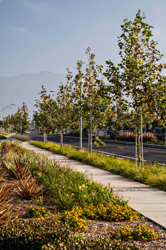Rosemead Boulevard Safety Enhancements and Beautification 