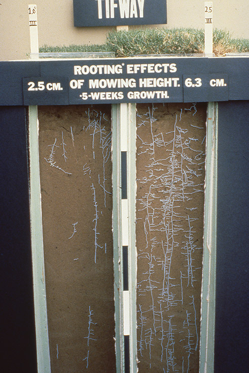 The Effects of Mowing on the Growth of Turfgrasses
