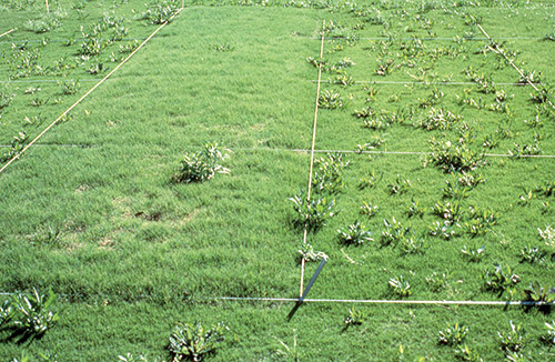 The Effects of Mowing on the Growth of Turfgrasses