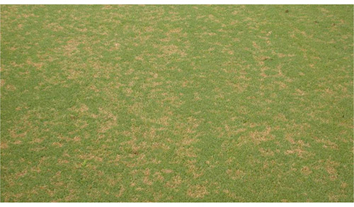 Fungicide Resistant Turf Disease