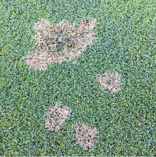 Fungicide Resistant Turf Disease