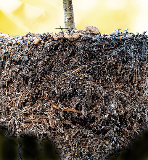 Pests and Pesticides Report