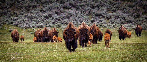 Penn State Students Find Solutions at Yellowstone