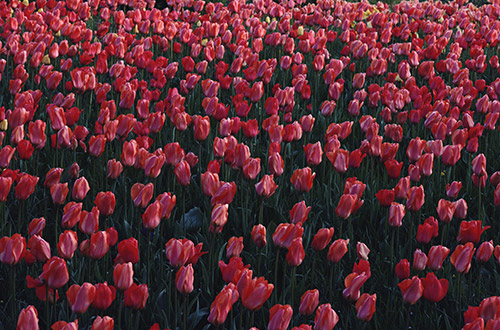 Perennial Plant Initiative Continues to Grow