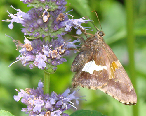 Pollinator Research Facilities in Colorado