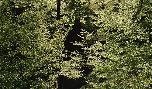 Massive Tree Planting to Help Climate Change