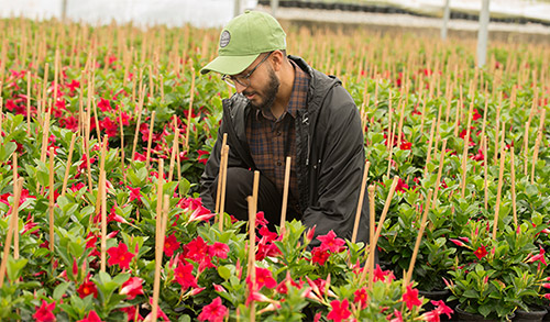 Cal Poly Pomona Joins TreeTown USA for Nursery Internships