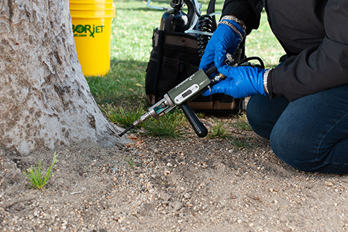 Treating the Invasive Shot Hole Borer